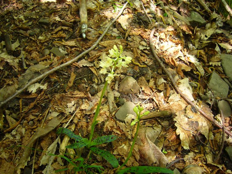 Orchis provincialis?